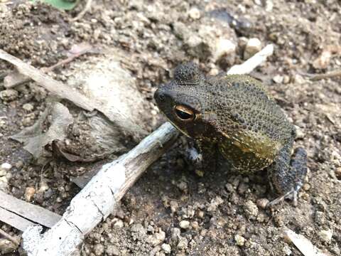 Image of Wiegmann's toad