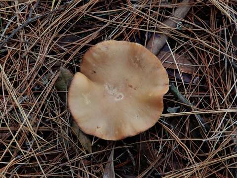 Plancia ëd Clitopilus piperitus (G. Stev.) Noordel. & Co-David 2009