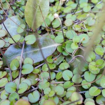 Imagem de Epilobium nummularifolium R. Cunn. ex A. Cunn.