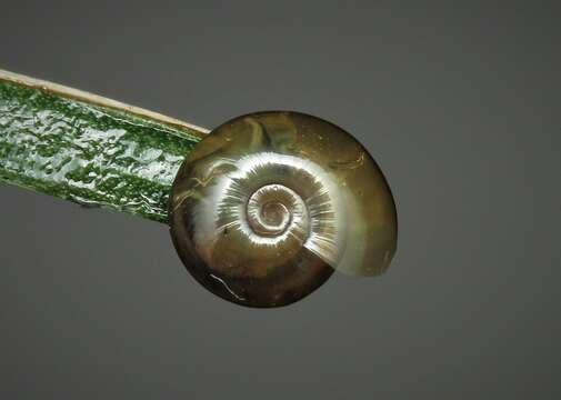 Image of Shining ram's-horn snail