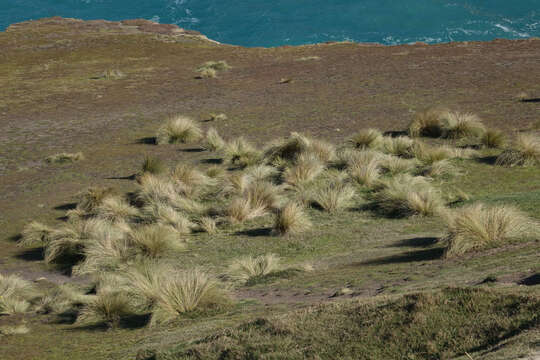 Image of blue tussock