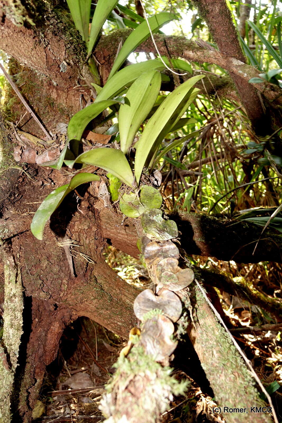 Image of Bulbophyllum hamelinii W. Watson