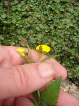 Image of Calceolaria tripartita Ruiz & Pav.