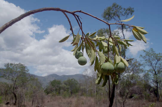 Image of Capparis canescens Banks ex DC.