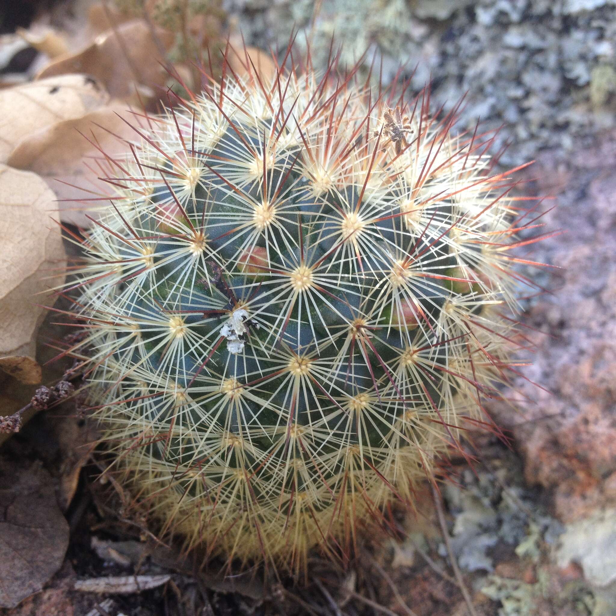 Mammillaria densispina (J. M. Coult.) Orcutt的圖片