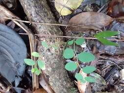 Image of Wand Jaboncillo