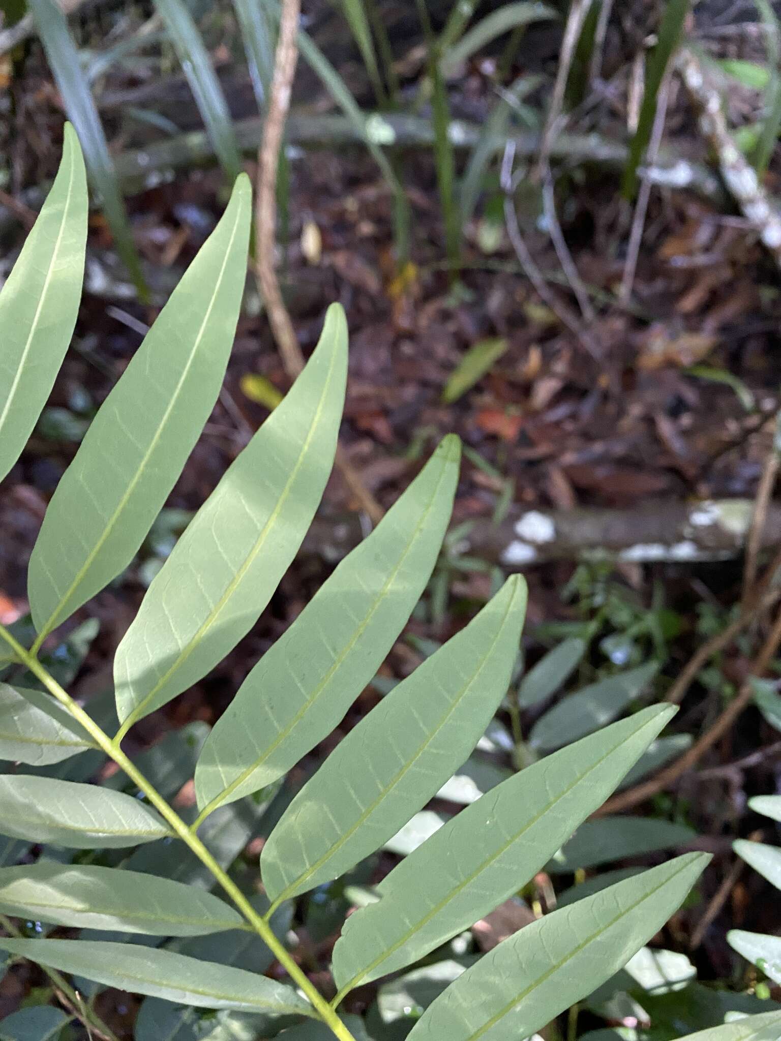 Image of Ailanthus triphysa (Dennst.) Alston