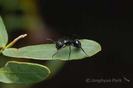 صورة Camponotus ulcerosus Wheeler 1910