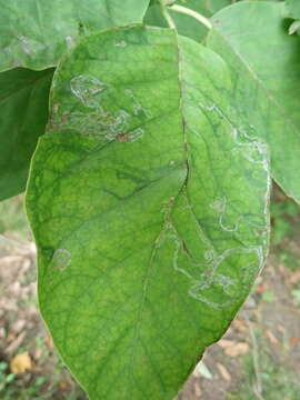 Image of Phyllocnistis magnoliella Forbes 1923