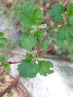 Image of hillside gooseberry