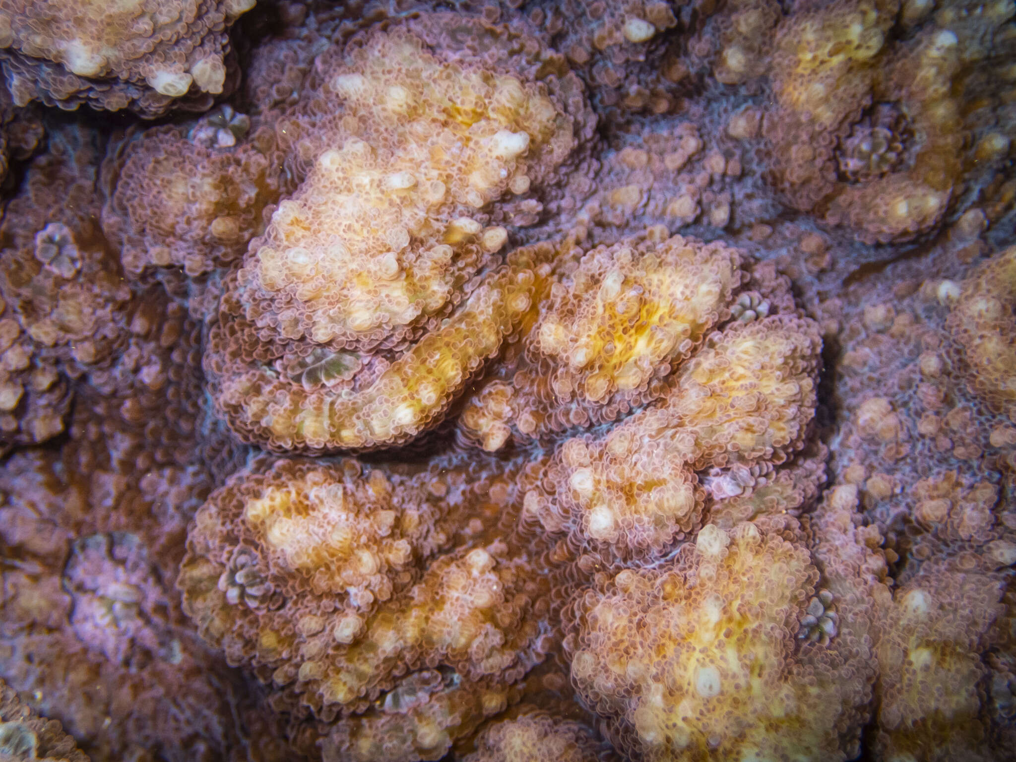 Image of Flat Lettuce Coral