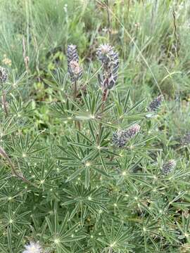 Image of sicklekeel lupine