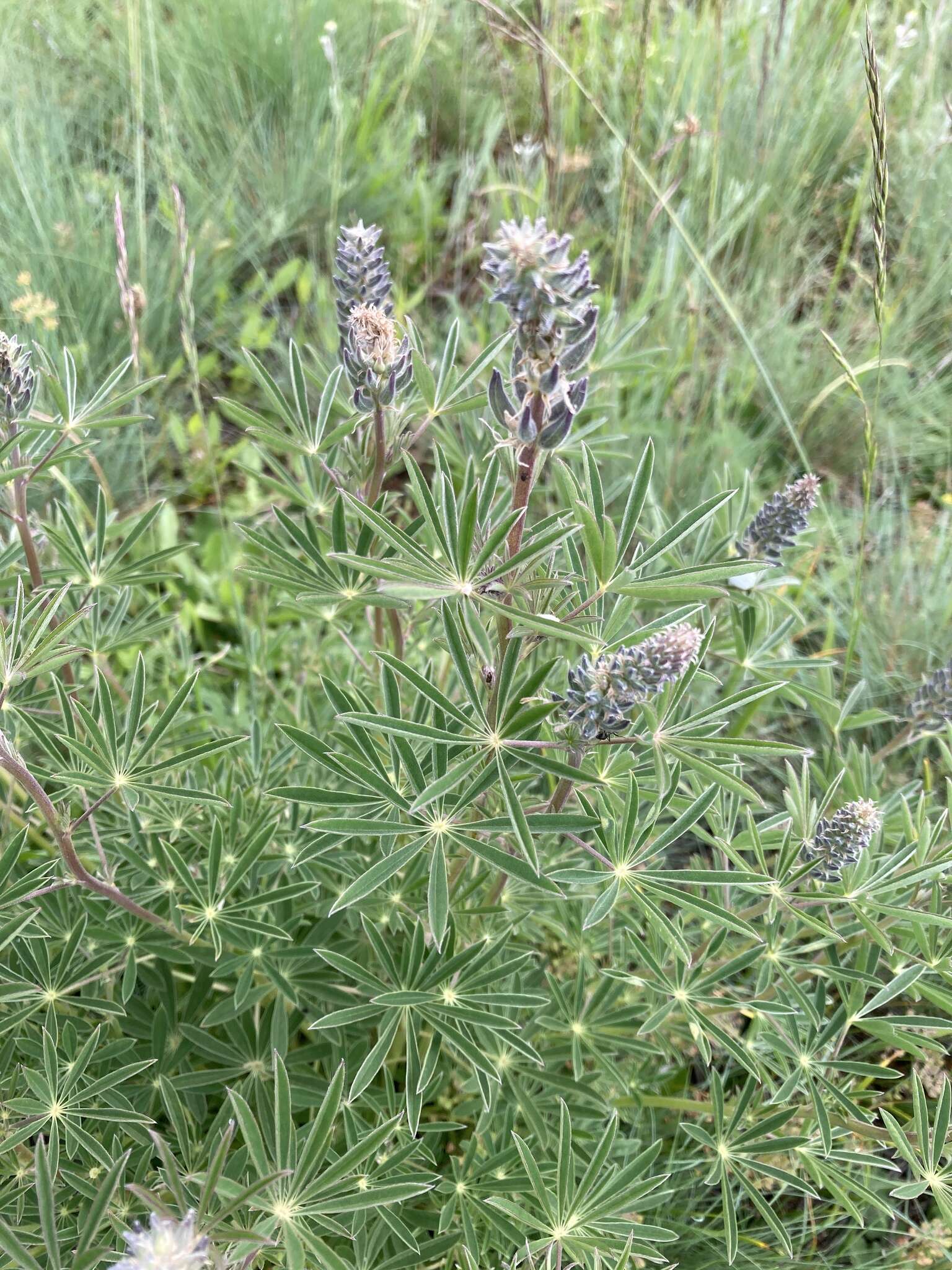 Lupinus albicaulis Douglas resmi