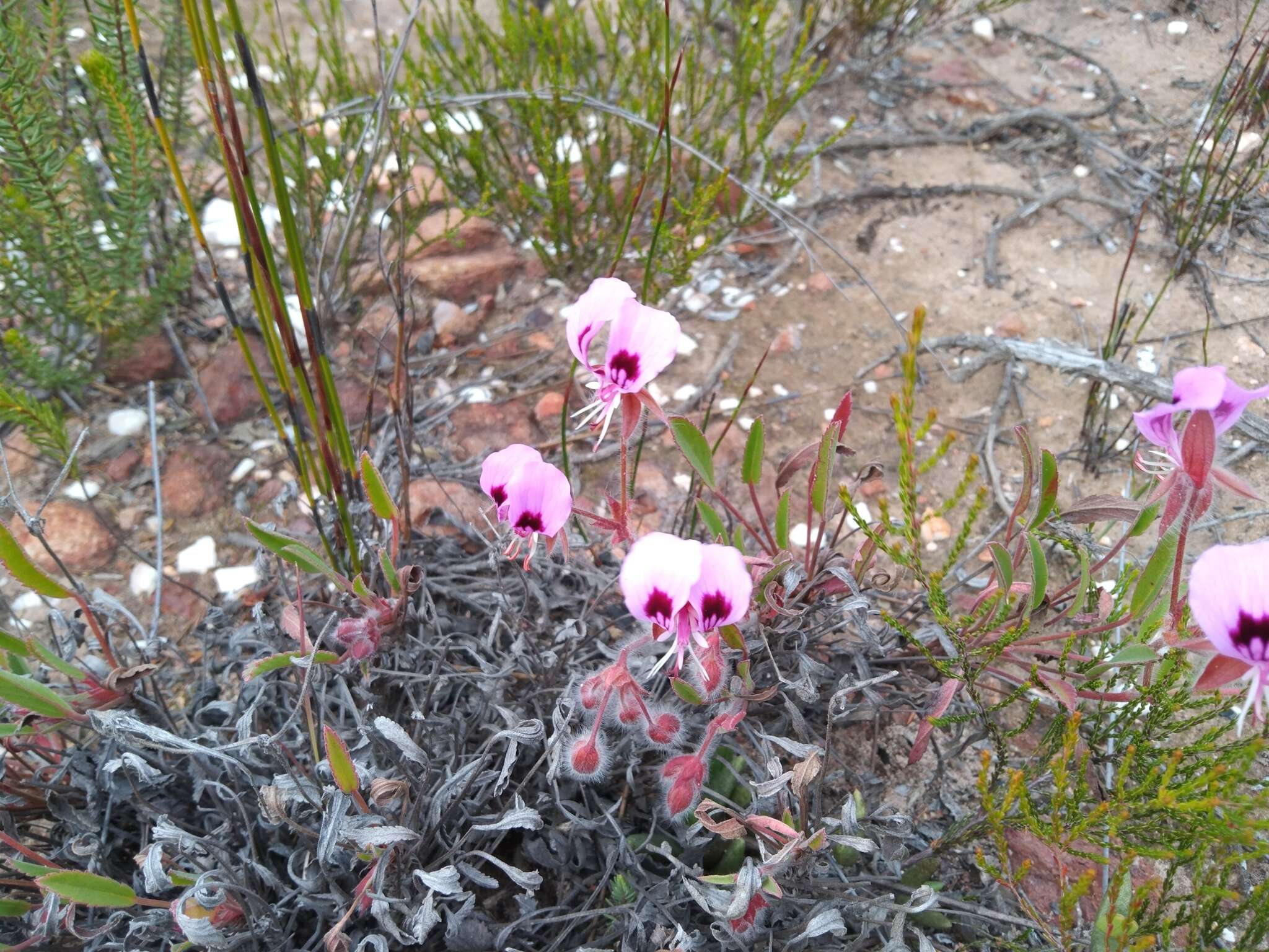 Image of Pelargonium ovale subsp. veronicifolium (Eckl. & Zeyh.) L. Hugo