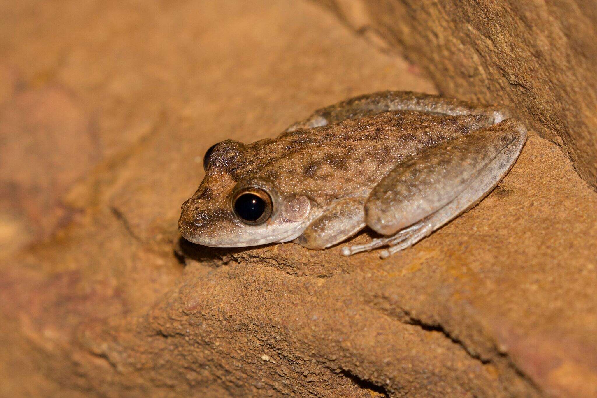 Image de Litoria coplandi (Tyler 1968)