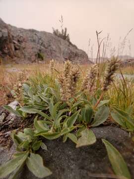 Salix petrophila Rydb. resmi