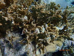 Imagem de Millepora alcicornis Linnaeus 1758