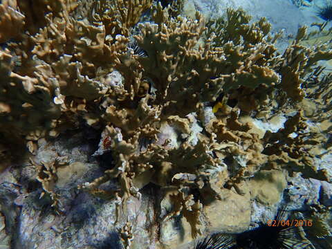 Image of Fire coral