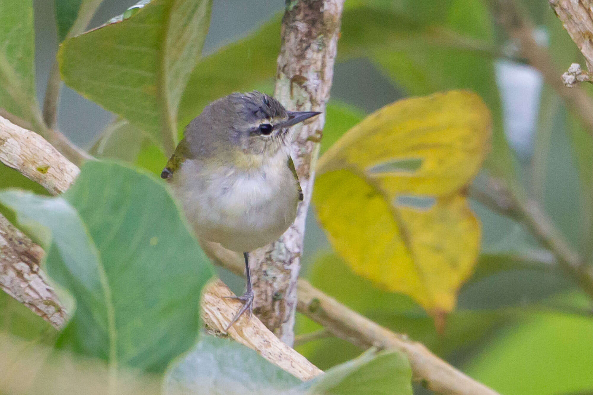 Image of Tennessee Warbler