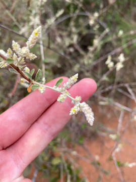 Image of Ouret triangularifolia