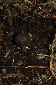 Image of Porphyrellus formosus (G. Stev.) J. A. Cooper 2014