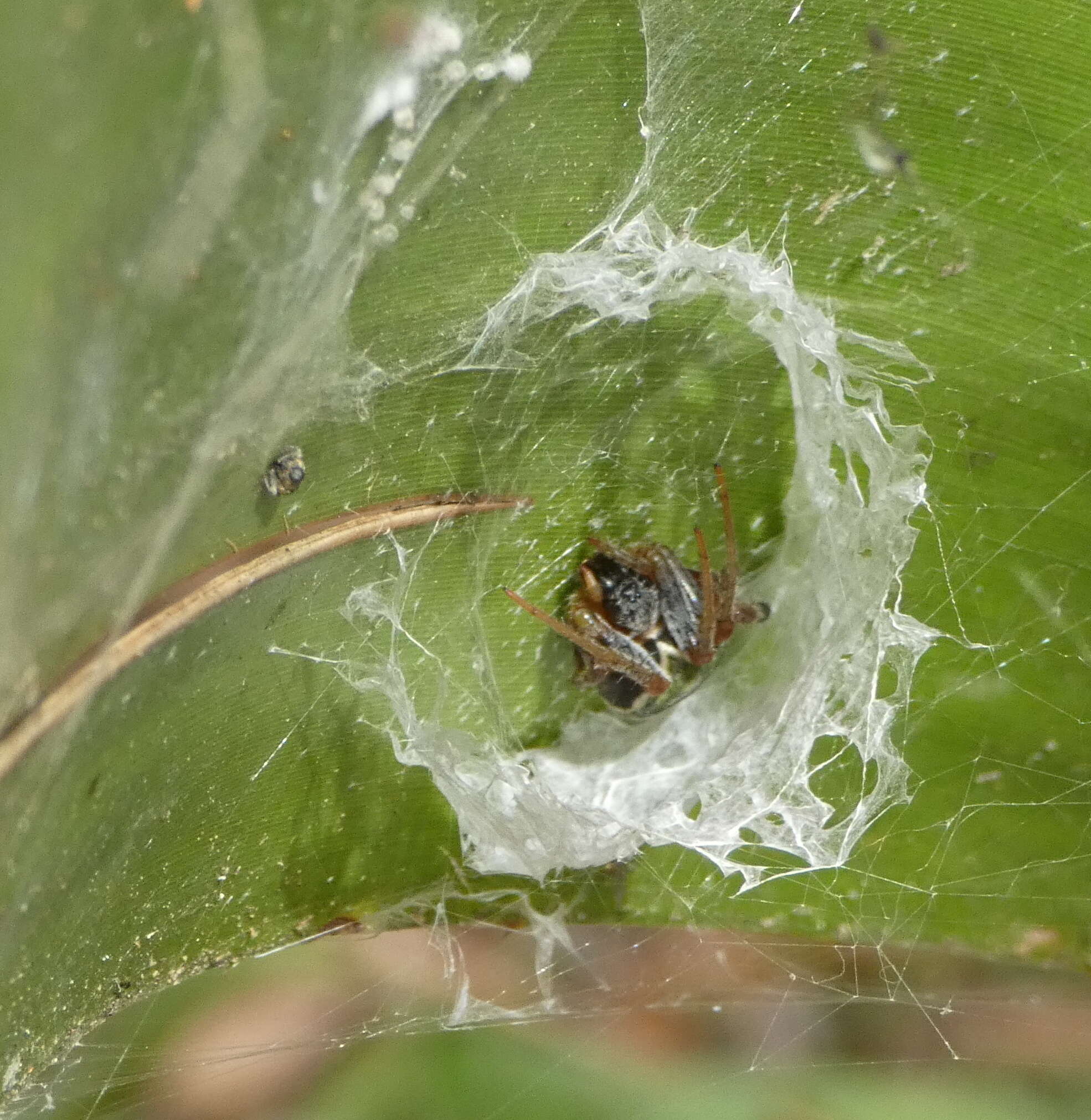 Image of Araneus horizonte Levi 1991