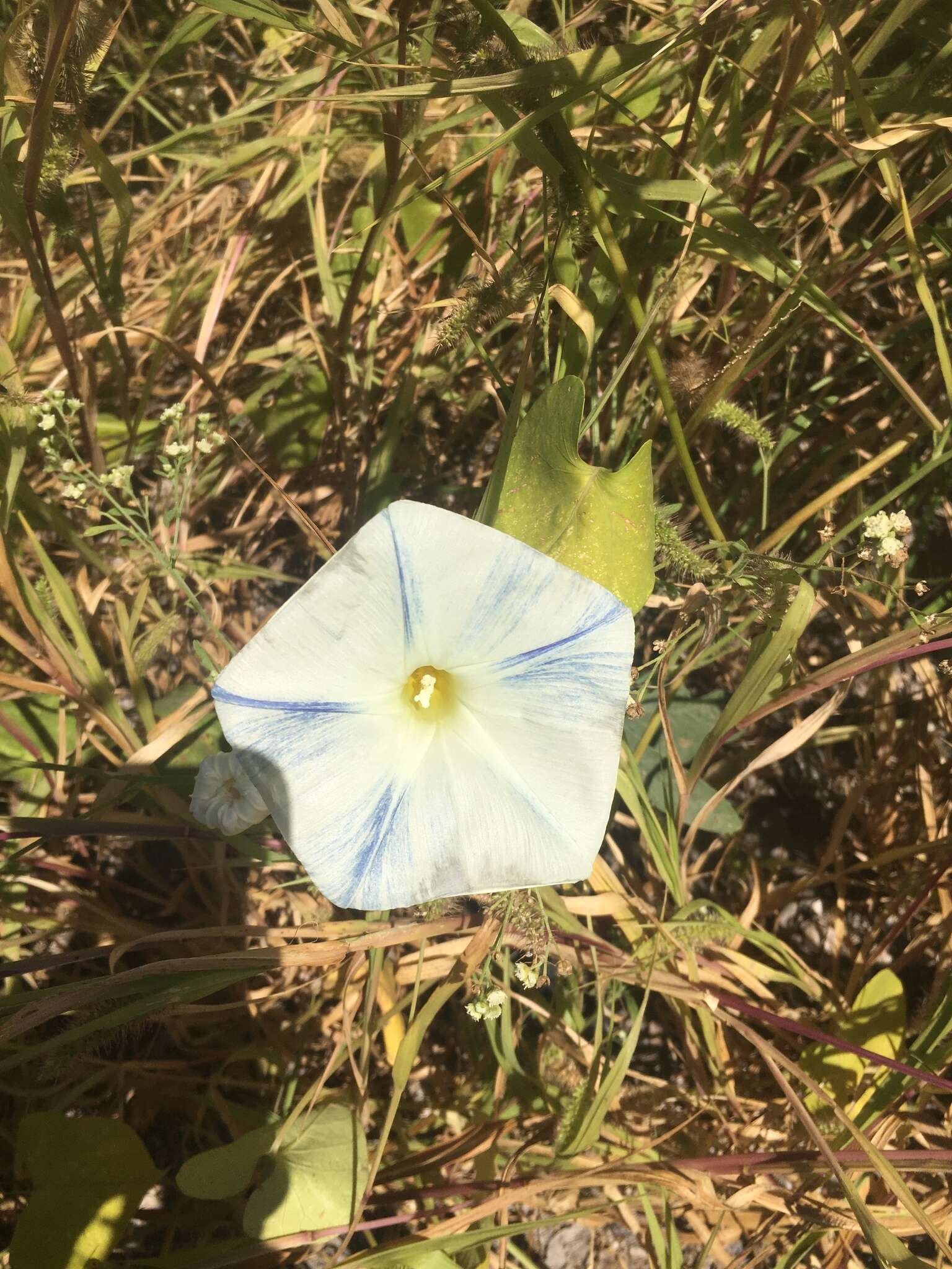 Image of Ololiuqui or Mexican Morning Glory