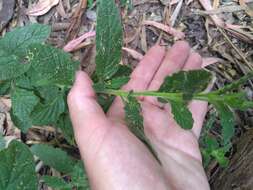 Image of Heliotropium nicotianifolium Poir.