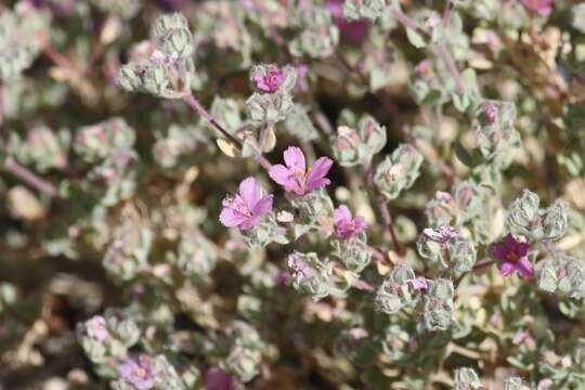 Image de Frankenia serpyllifolia Lindley