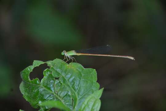 Image of Ceriagrion olivaceum Laidlaw 1914