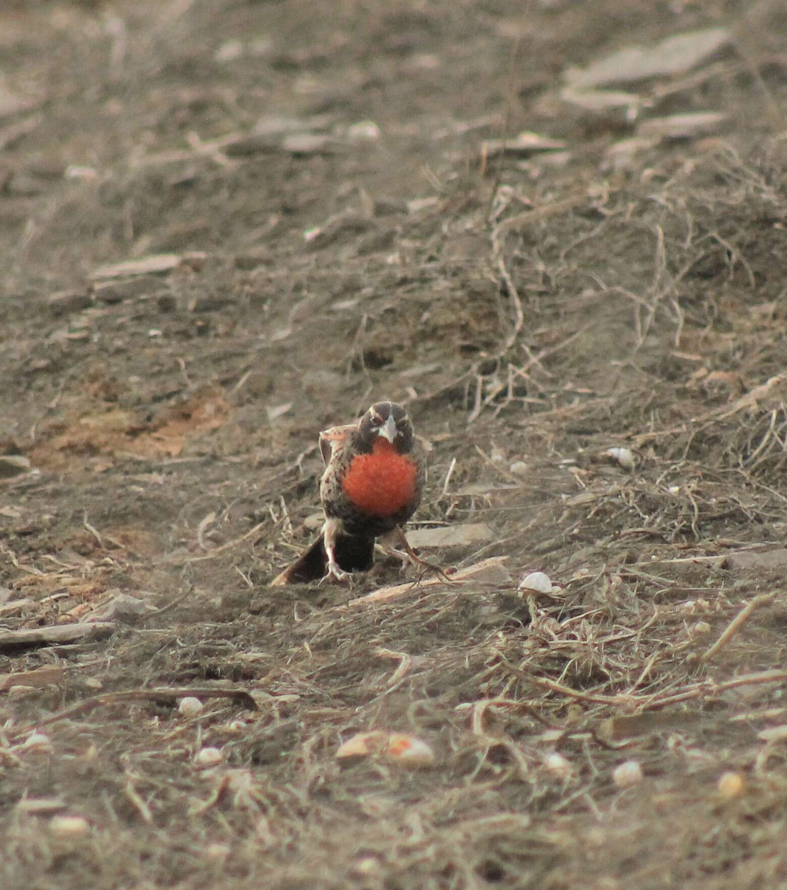 Image of Peruvian Meadowlark