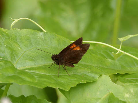 Image of Koruthaialos rubecula Plötz 1882