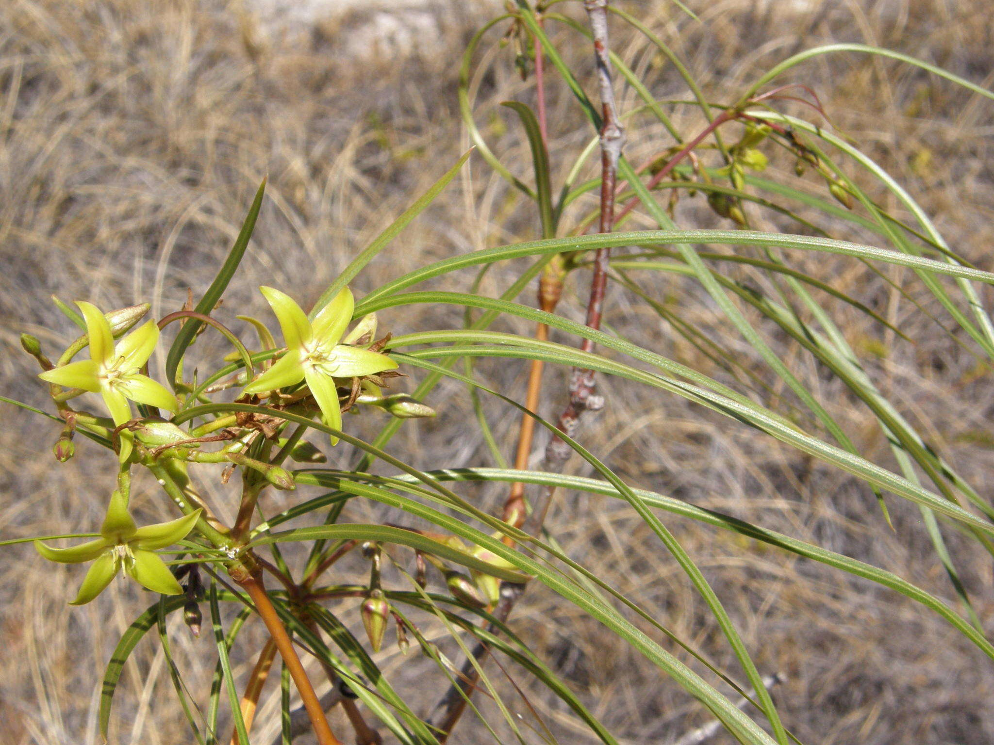 Ischnolepis graminifolia (Costantin & Gallaud) J. Klack.的圖片