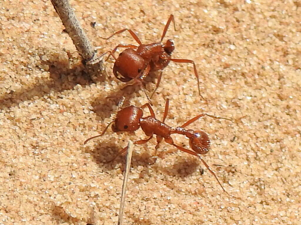 Image of Pogonomyrmex comanche Wheeler 1902