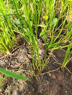 Image of Scallion-Grass