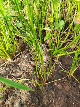 Image of Scallion-Grass