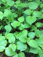 Image of small enchanter's nightshade