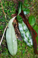 Image de Paphiopedilum purpuratum (Lindl.) Stein