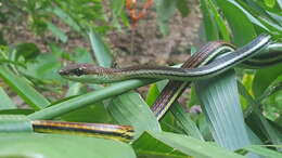 Image of Dendrelaphis caudolineatus (Gray 1834)