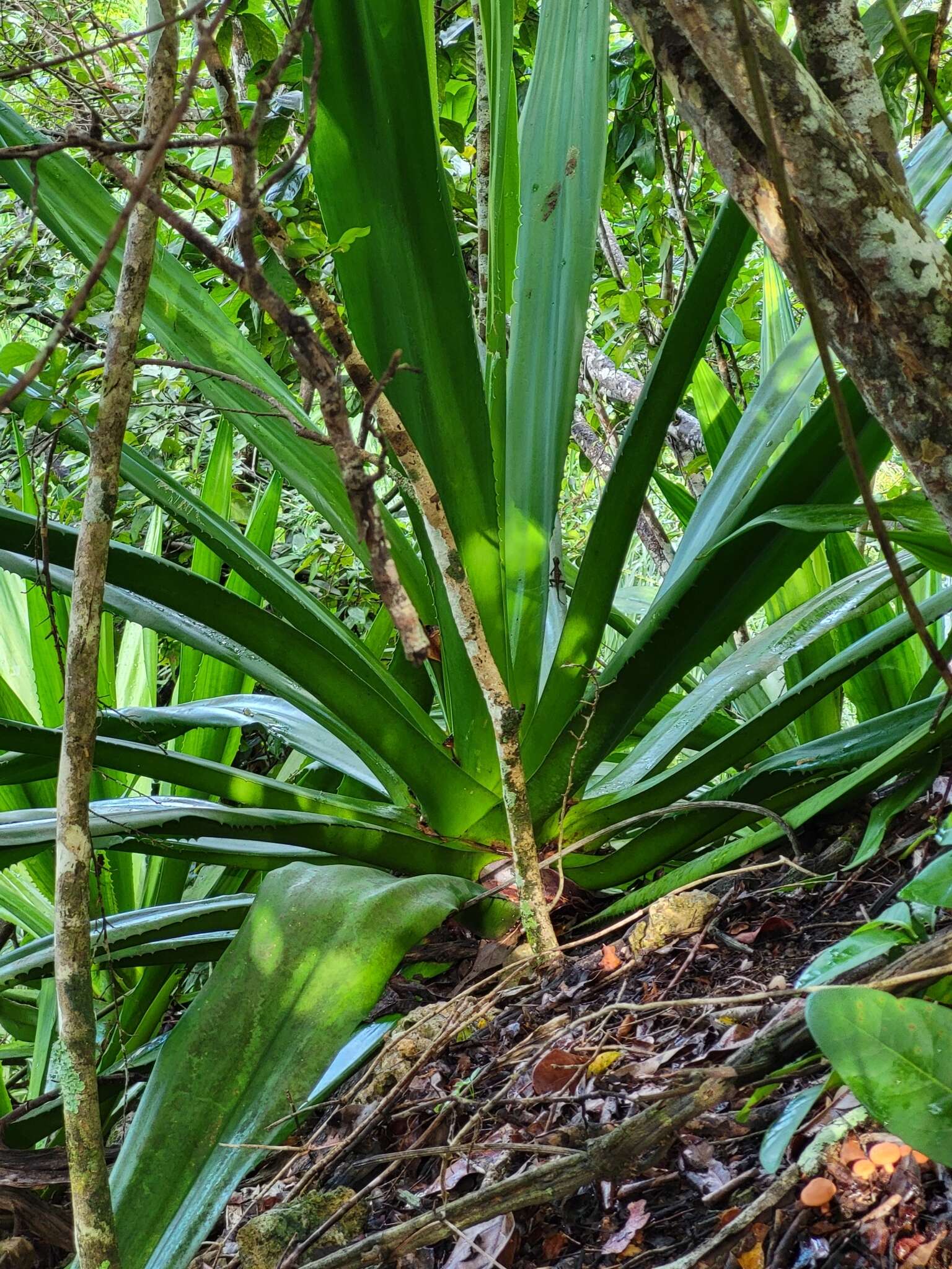 Furcraea tuberosa (Mill.) Aiton的圖片