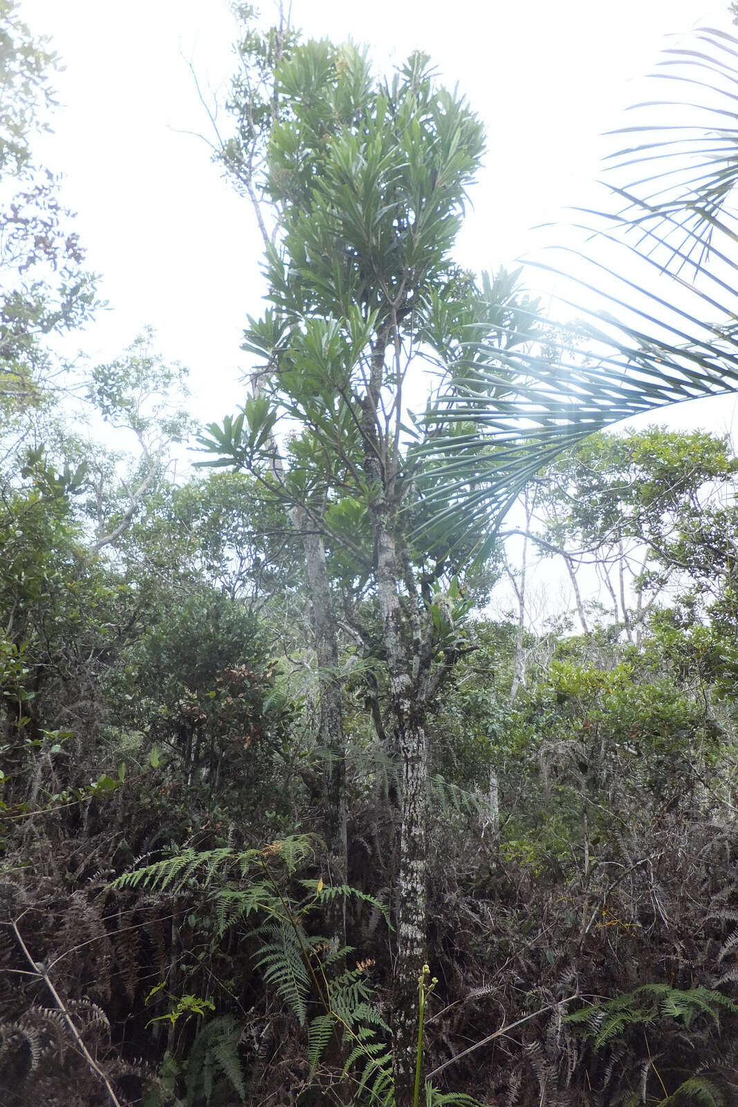 Image of Vernoniopsis caudata (Drake) Humbert