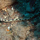 Image of Clarion Snake Eel