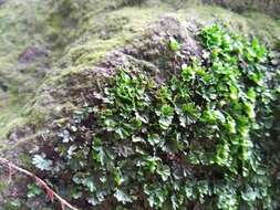 Image of tiny bristle fern