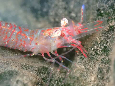 Image of threespine coastal shrimp