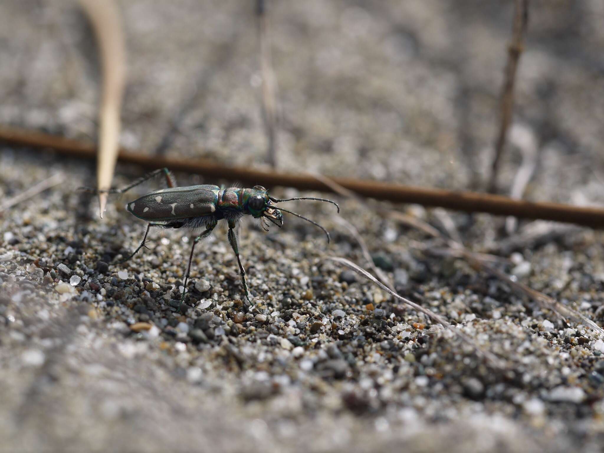 Plancia ëd Cicindela (Cicindela) oregona Le Conte 1856