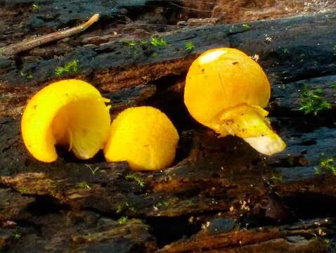 Image of Pluteus fenzlii (Schulzer) Corriol & P.-A. Moreau 2007