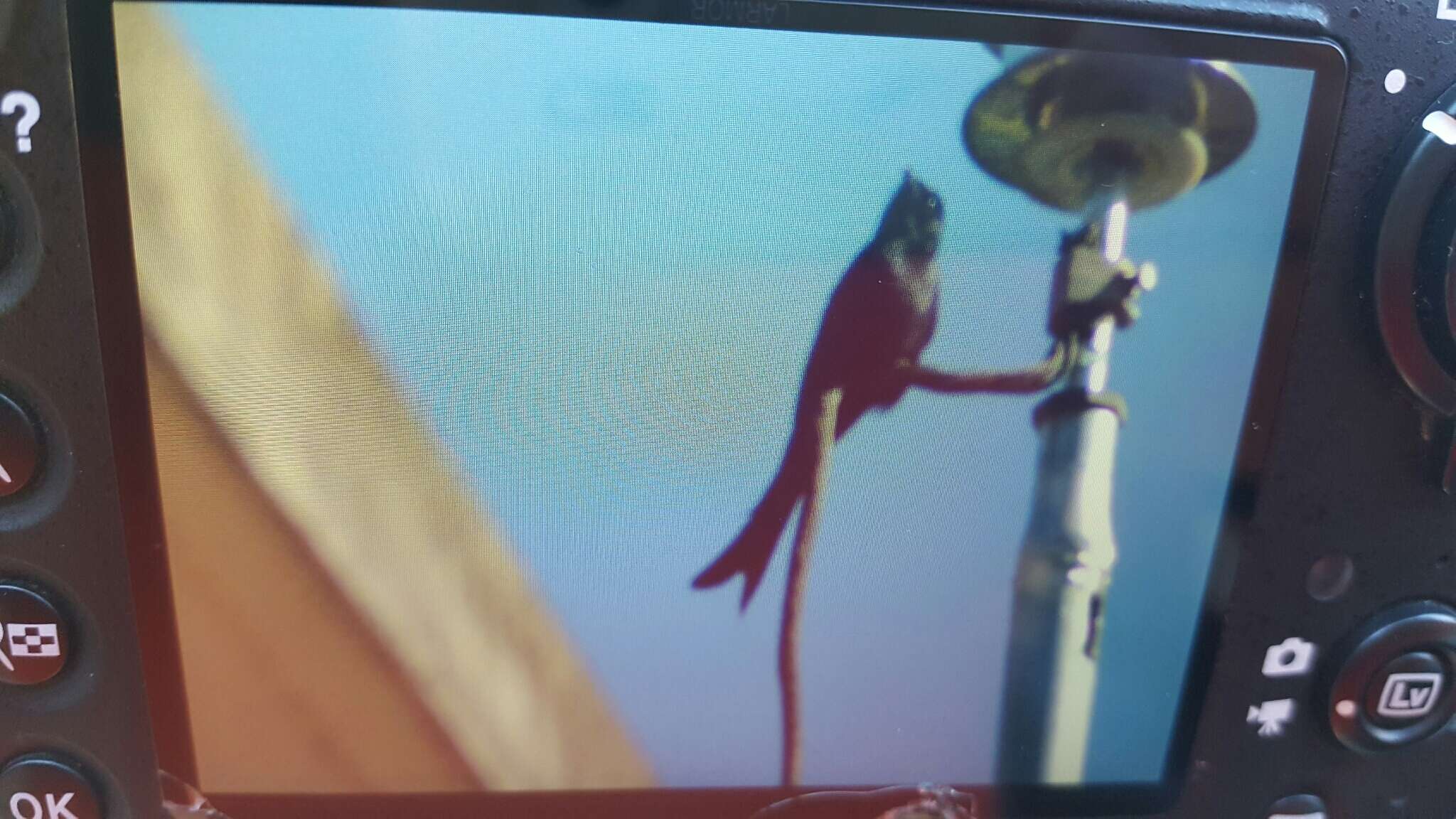 Image de Drongo bronzé