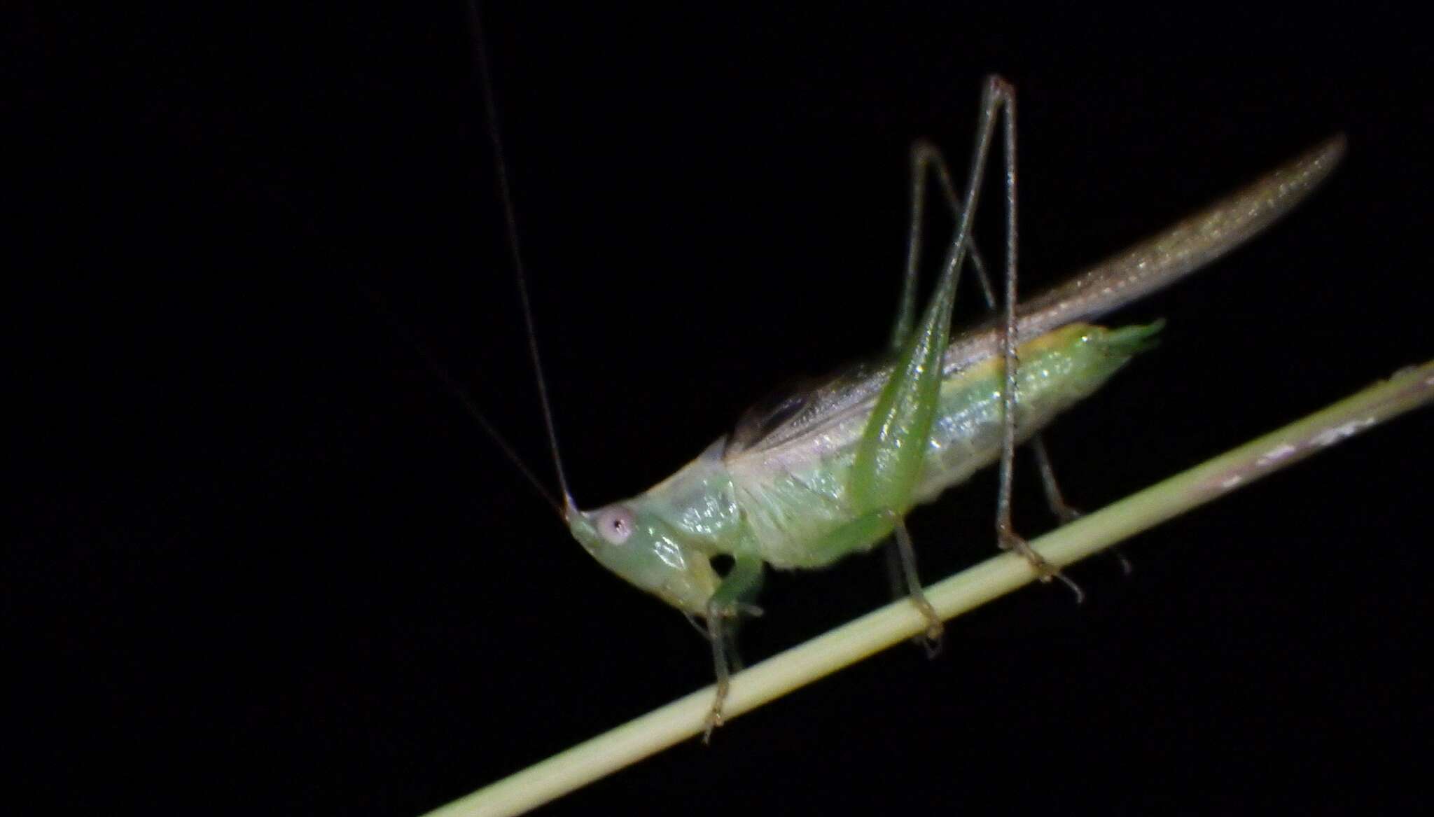 Image of Graceful Meadow Katydid