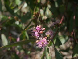 Слика од Eucalyptus albopurpurea (Boomsma) D. Nicolle