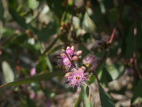 Plancia ëd Eucalyptus albopurpurea (Boomsma) D. Nicolle